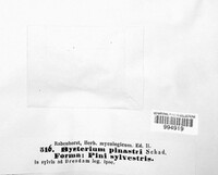 Lophodermium pinastri image